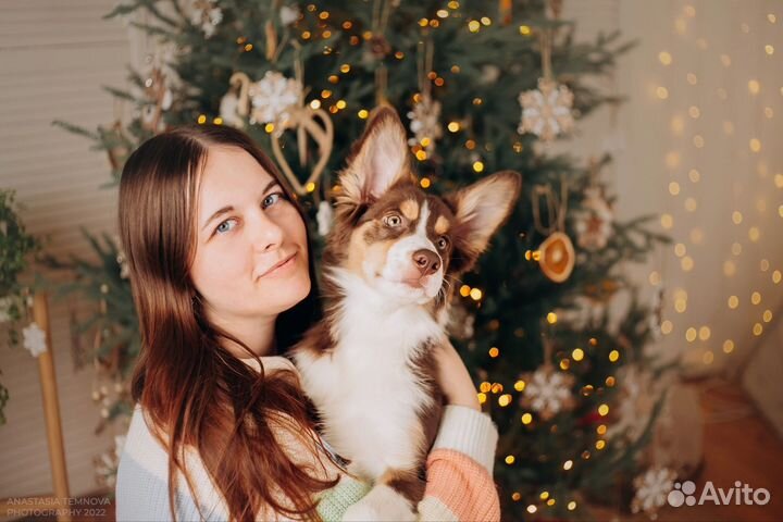 Кинолог, дрессировка собак Comfort Dog