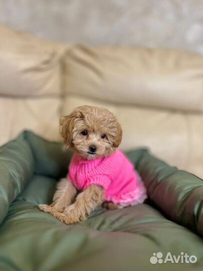 Щенки мальтипу f1