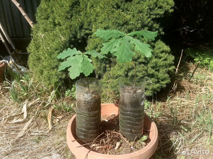 Саженцы дуба