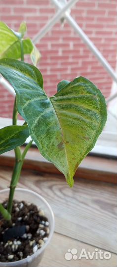 Сингониум конфетти