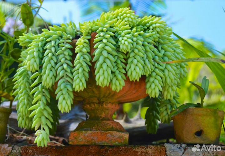 Очиток Моргана Седум Суккуленты