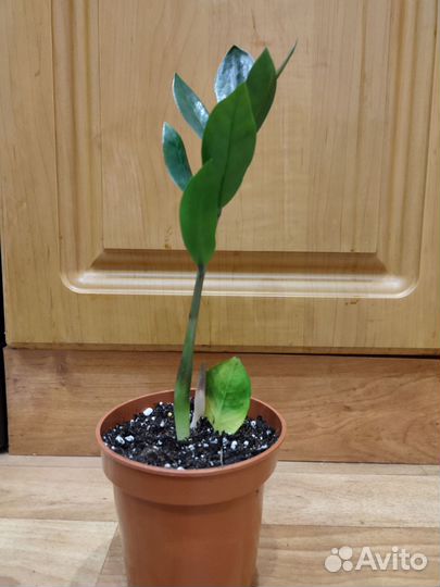 Замиокулькас