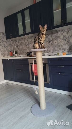 Когтеточка для кошек