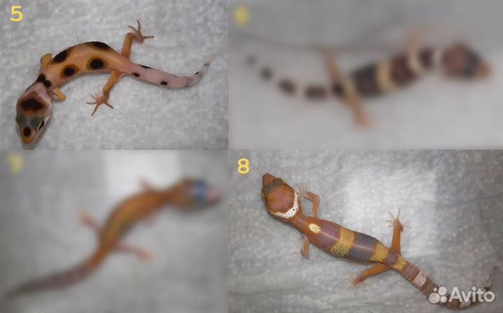 Эублефары 2023 ящерицы гекконы
