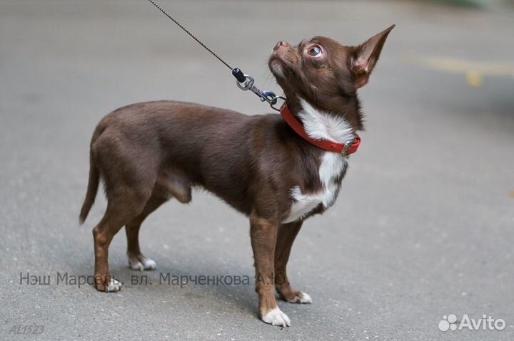 Вязка с чихуахуа-чемпионом выставок