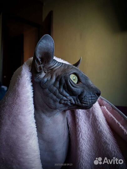 Котята сфинксы