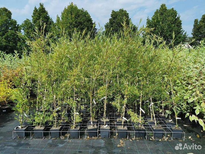 Ива белая Шаровидный Карлик