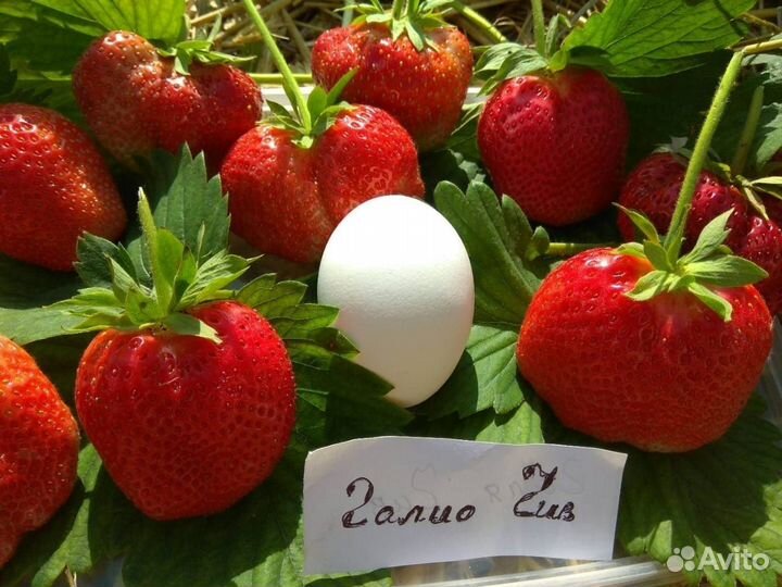 Продаю усы виктории: Лорд, Близнецы, Галио Чи