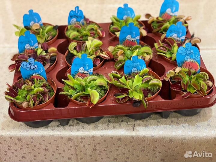 Хищное растение Дионея Мусципула / Венерина Мухоло