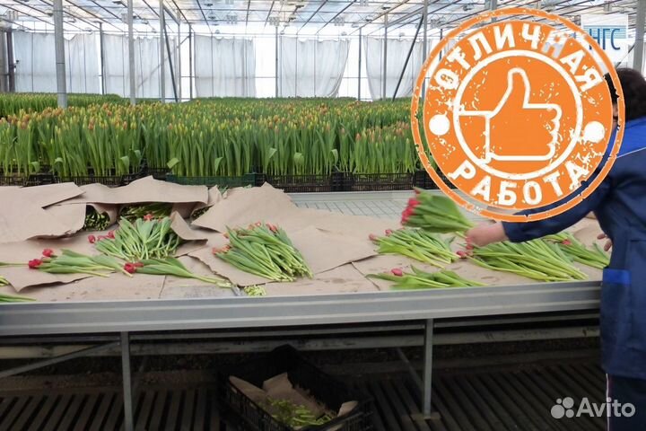 Вахта в Москве упаковщик тюльпанов в теплице