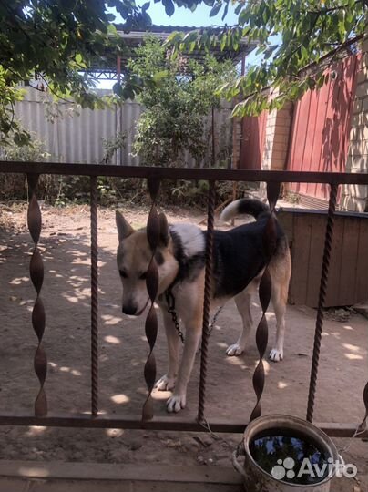 Отдаем в добрые руки, 1 год полу хаски