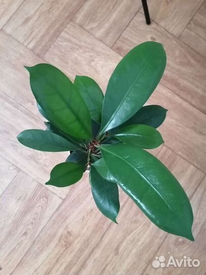 Фикус бокальчатоприлистниковый циатистипула