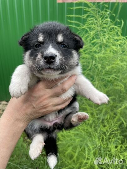 Собака в добрые руки хаски