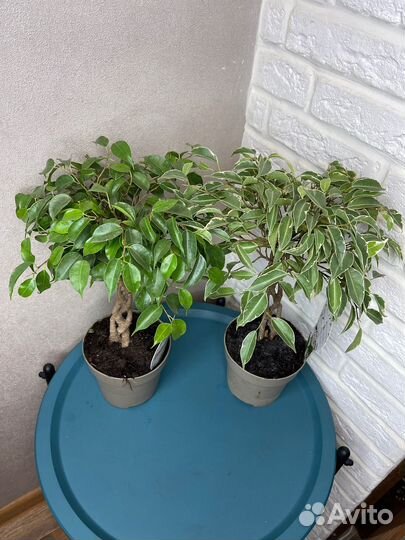 Фикус бенджамина экзотика комнатные цветы