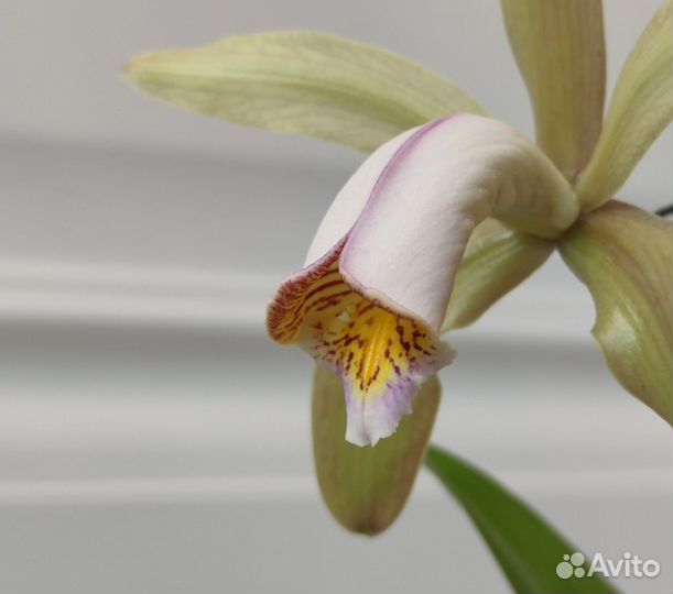 Орхидея каттлея forbesii