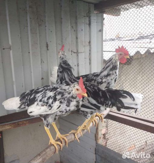 Петухи-леггорны