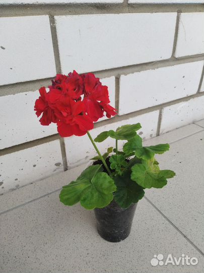 Пеларгония герань