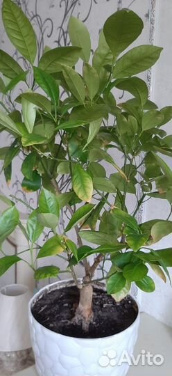 Мандариновое дерево, 70 см