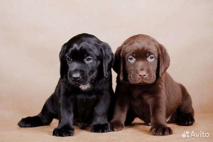 Щенки лабрадора с питомника
