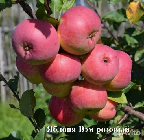 Яблоня саженцы