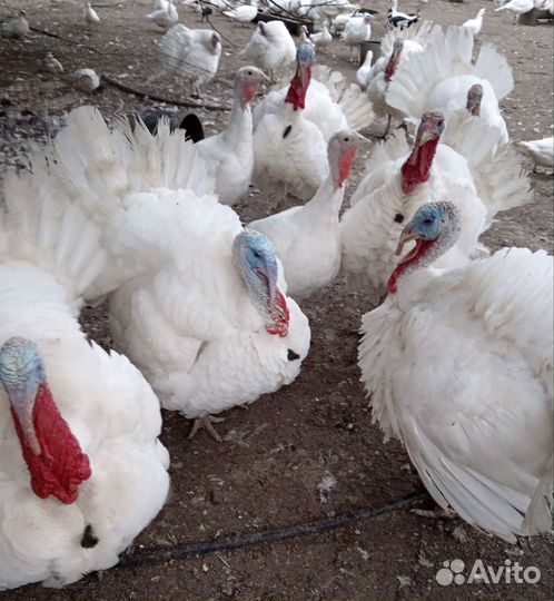 Индюки самцы