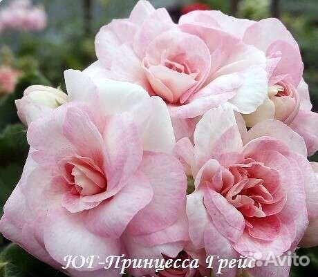 Пеларгонии сортовые