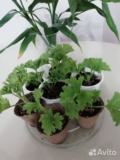 Пеларгония герань