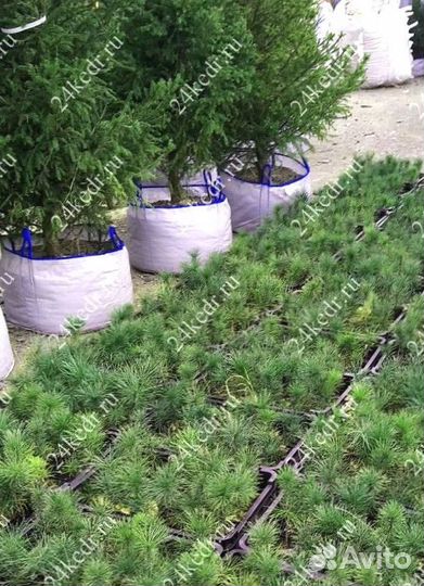 Саженцы сибирского кедра