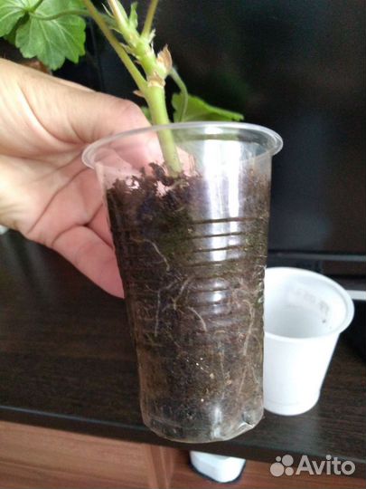 Пеларгония Леона Галактика