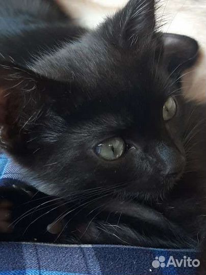 Котик в добрые руки
