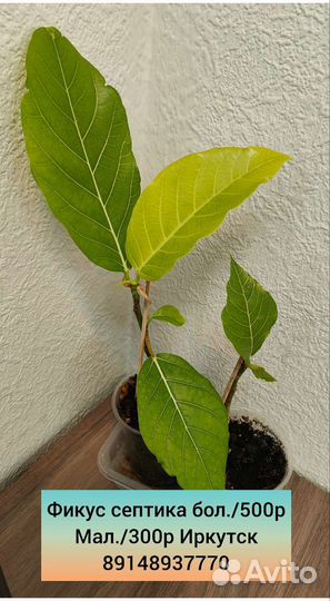 Отростки сортовых фикусов 1 часть