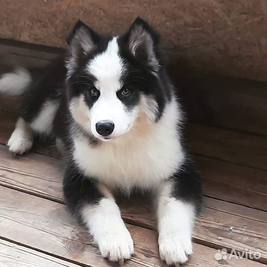 Якутская лайка