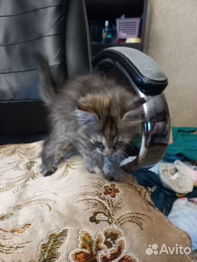 Кошка в дар бесплатно