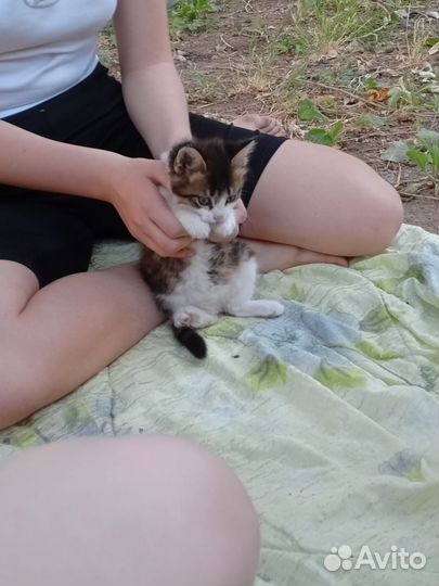 Кошка