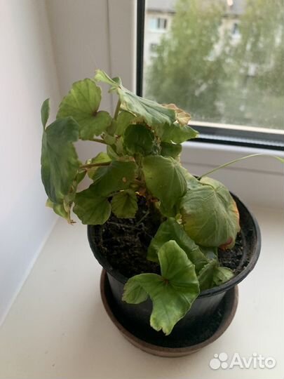 Бегония Глуар де лоррен