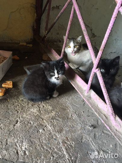 Котята в добрые руки