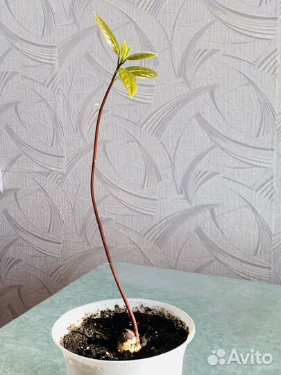 Авокадо дерево