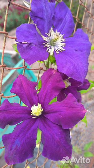 Клематис