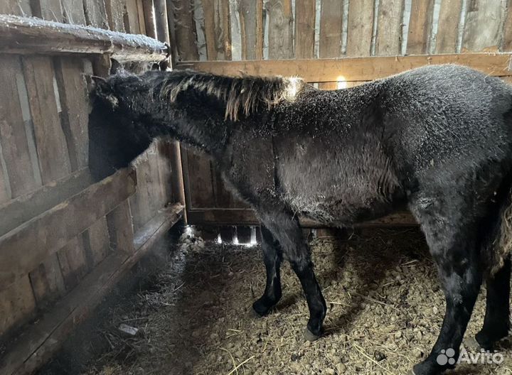 Жеребец вятка