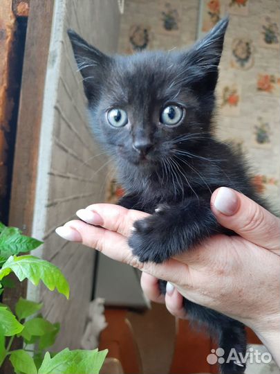 Отдам котят