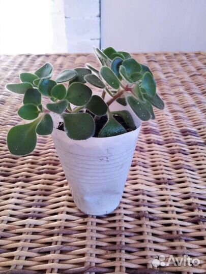 Аихризон дерево любви