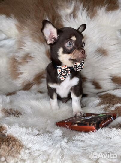 Шоколадный малыш Чихуахуа