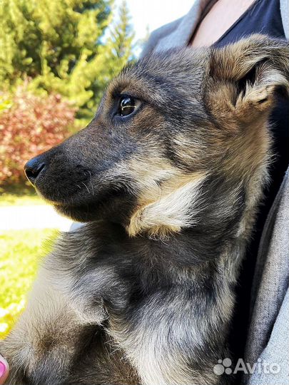 Собака бесплатно