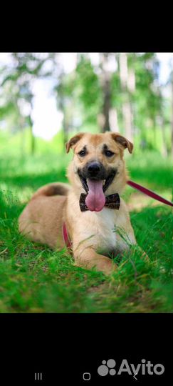 Собака, размером с таксу