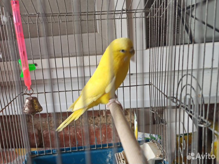 Волнистый попугай самка