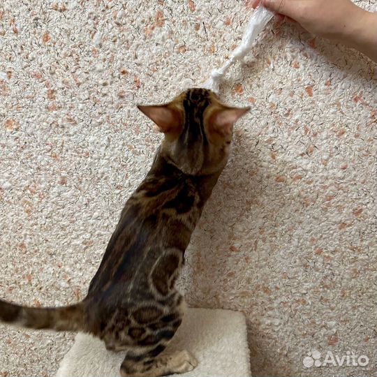 Бенгальские котята