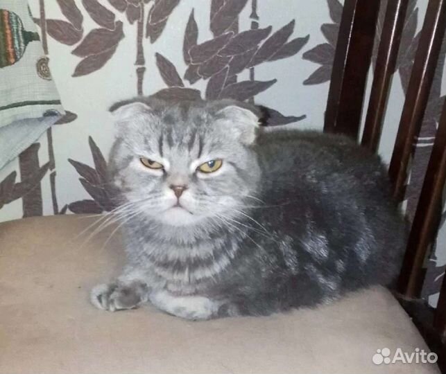 Соня в хорошие руки