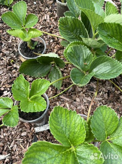 Клубника саженцы