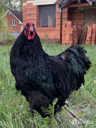 Петух брама