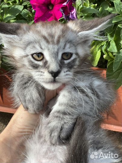 Котята мейн-кун